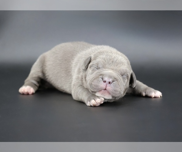 Medium Photo #1 American Bully Puppy For Sale in CHAMPAIGN, IL, USA