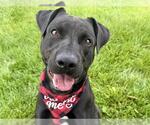 Small American Pit Bull Terrier-Labrador Retriever Mix