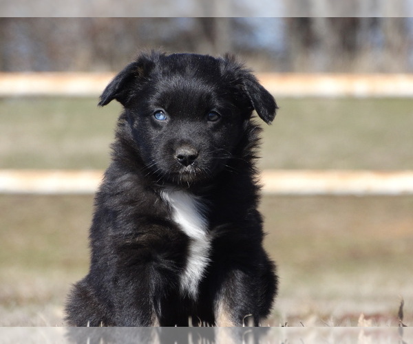 Medium Photo #13 Australian Shepherd Puppy For Sale in OZARK, AR, USA