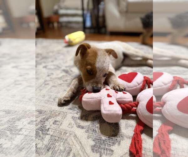 Medium Photo #4 - Mix Puppy For Sale in Turlock, CA, USA