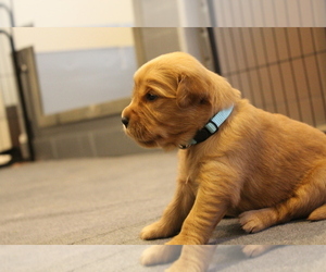 Medium Golden Retriever