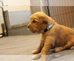 Puppy Skye Golden Retriever