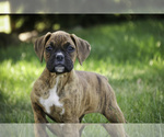 Small #2 Boxer