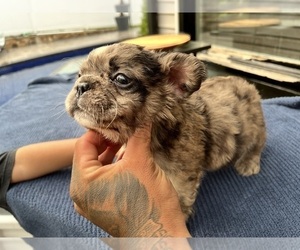 French Bulldog Puppy for sale in JOHNSTON, RI, USA