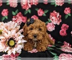 Small Photo #7 Poodle (Miniature) Puppy For Sale in KIRKWOOD, PA, USA
