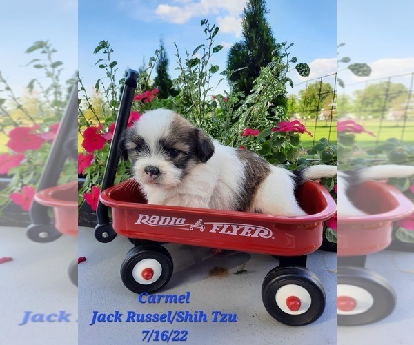 Medium Photo #2 Jack Russell Terrier-Shih Tzu Mix Puppy For Sale in SHIPSHEWANA, IN, USA