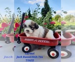 Small Photo #2 Jack Russell Terrier-Shih Tzu Mix Puppy For Sale in SHIPSHEWANA, IN, USA