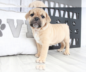 English Bulldog-Pug Mix Puppy for sale in MARIETTA, GA, USA