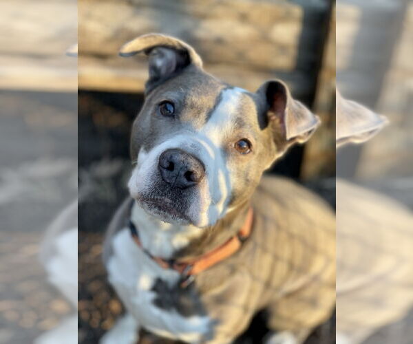 Medium Photo #13 Mutt Puppy For Sale in Mount Laurel, NJ, USA