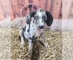 Small #7 Catahoula Leopard Dog