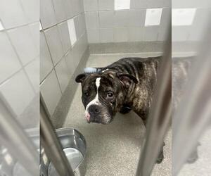 American Bulldog-Unknown Mix Dogs for adoption in Las Vegas, NV, USA