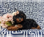 Small Photo #6 Cavapoo Puppy For Sale in STEVENS, PA, USA