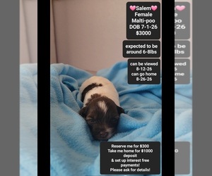 Maltipoo (Toy) Puppy for sale in TUCSON, AZ, USA