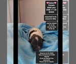 Image preview for Ad Listing. Nickname: Salem