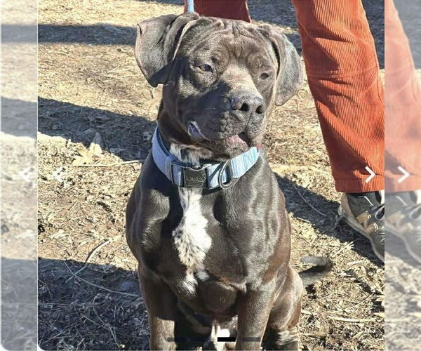 Medium Photo #1 Mutt Puppy For Sale in Martinsburg, WV, USA