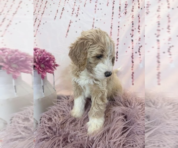 Medium Photo #31 Aussie-Poo-Goldendoodle Mix Puppy For Sale in COMMERCE, MI, USA