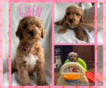 Puppy Gwen Goldendoodle