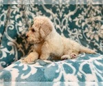 Small Photo #13 Poodle (Standard) Puppy For Sale in LAKELAND, FL, USA