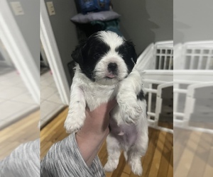 Shih Tzu Puppy for sale in CHATSWORTH, GA, USA