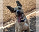 Small #2 American Pit Bull Terrier Mix