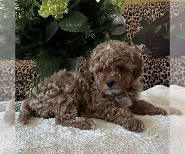 Medium Photo #3 Poodle (Toy) Puppy For Sale in PARADISE, PA, USA