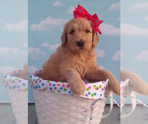 Goldendoodle Puppy for sale in PLANT CITY, FL, USA