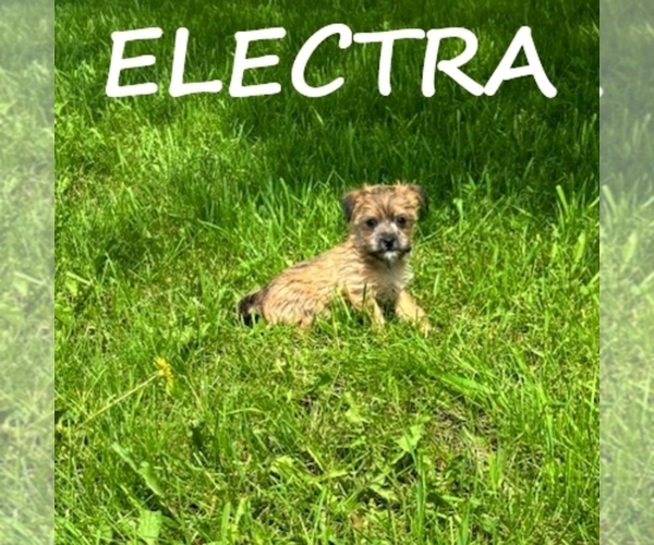 Medium Photo #1 Carkie Puppy For Sale in HARTLAND, MN, USA