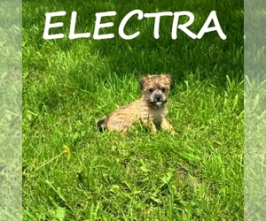 Carkie Puppy for sale in HARTLAND, MN, USA