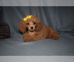 Small Photo #2 Poodle (Miniature) Puppy For Sale in BARNESVILLE, KS, USA