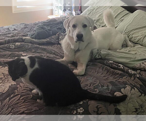 Medium Photo #6 Anatolian Pyrenees Puppy For Sale in Croydon, NH, USA