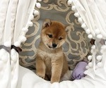 Small Photo #4 Shiba Inu Puppy For Sale in SAN FRANCISCO, CA, USA
