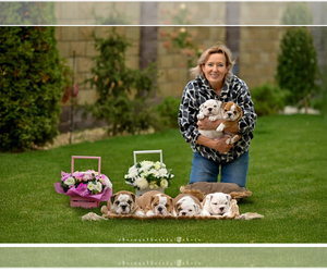 English Bulldog Puppy for Sale in Balakliya, Kharkiv Ukraine