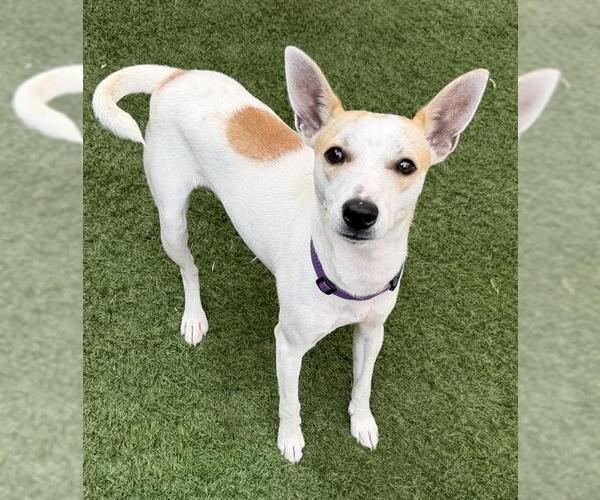 Medium Photo #1 Rat Terrier-Unknown Mix Puppy For Sale in Sacramento, CA, USA