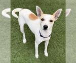 *FRISCO - Male Rat Terrier-Unknown Mix Dog for Adoption - Small photo