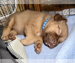 Small Photo #8 American Staffordshire Terrier-Unknown Mix Puppy For Sale in Holly Springs, NC, USA