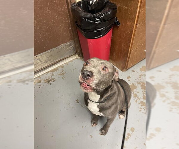 Medium Photo #1 American Pit Bull Terrier-Unknown Mix Puppy For Sale in Ocala, FL, USA