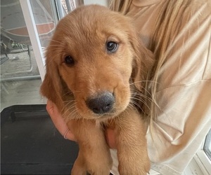 Golden Retriever Litter for sale in CHINO VALLEY, AZ, USA