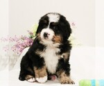 Small Photo #4 Bernese Mountain Dog Puppy For Sale in COATESVILLE, PA, USA