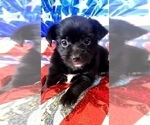 Small Photo #10 Yorkshire Terrier Puppy For Sale in AKRON, OH, USA