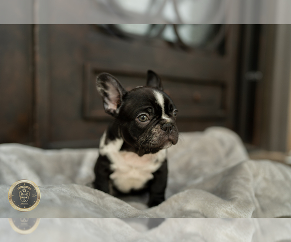 Medium Photo #1 French Bulldog Puppy For Sale in GARDENA, CA, USA