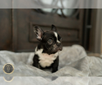 Small Photo #1 French Bulldog Puppy For Sale in GARDENA, CA, USA
