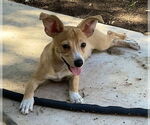 Small #1 Chihuahua Mix