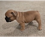 Puppy Bruno French Bulldog