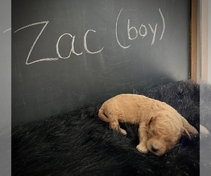 Goldendoodle (Miniature) Puppy for sale in NORTH VERNON, IN, USA