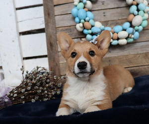 Pembroke Welsh Corgi Puppy for sale in HONEY BROOK, PA, USA