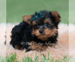 Small Photo #31 Yorkshire Terrier Puppy For Sale in WARSAW, IN, USA