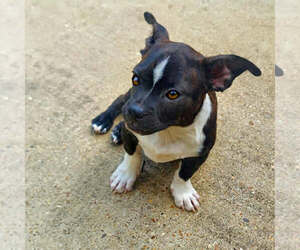 Boston Terrier-Jack Russell Terrier Mix Dogs for adoption in Wakefield, RI, USA