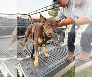 German Shepherd Dog-Unknown Mix Dogs for adoption in Stockton, CA, USA