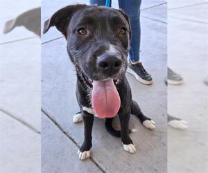 American Pit Bull Terrier Dogs for adoption in Bakersfield, CA, USA