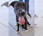 Small American Pit Bull Terrier